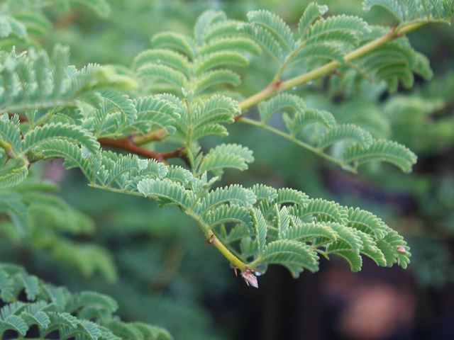 Acacia grandicornuta (3)